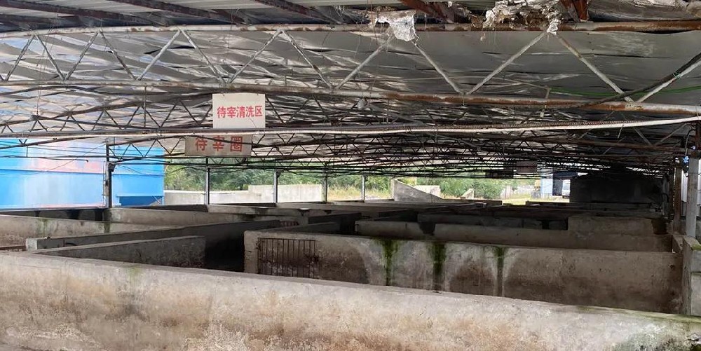 現(xiàn)代屠宰場用蒸汽發(fā)生器脫毛，30秒脫毛，效率高脫毛干凈
